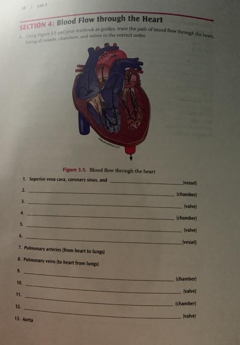 Am F 35 your textbook as guides, trace the path of blood flow through the heart, SECTION 4: Blood Flow through the Heart ng a