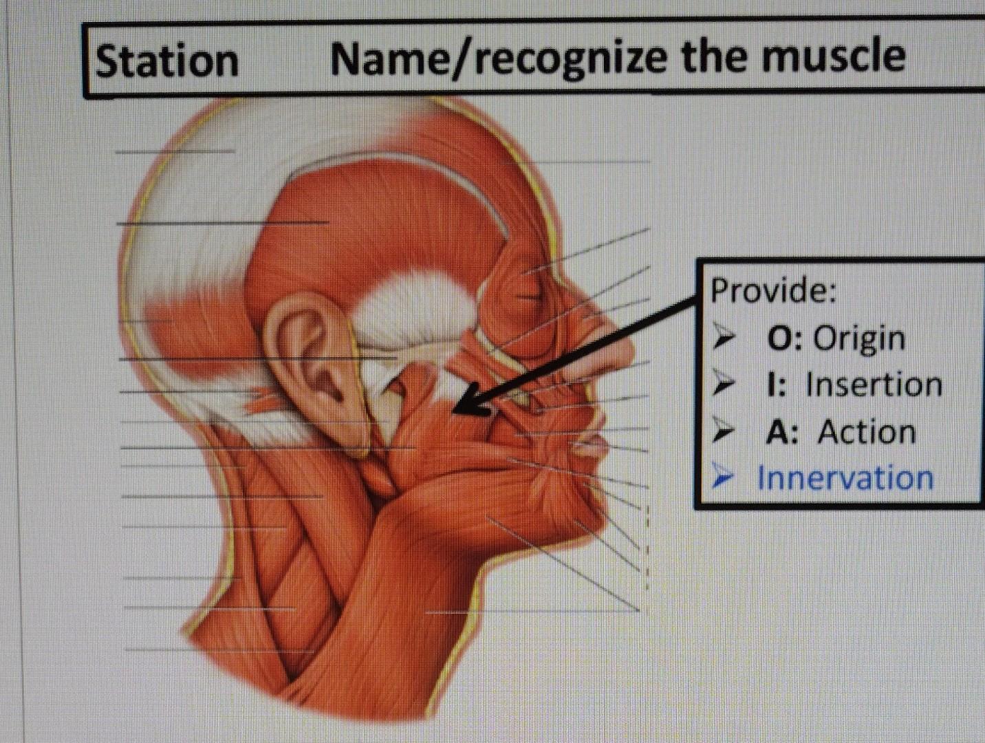 Station Name/recognize the muscle Provide: O: Origin | Chegg.com