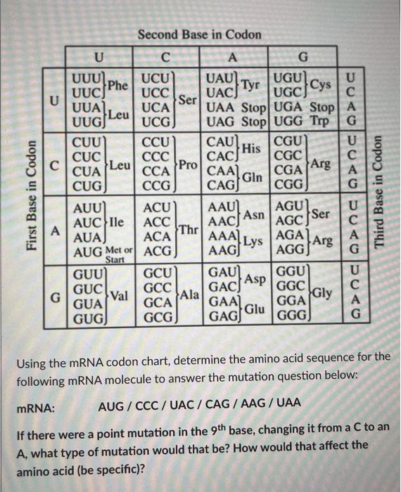Solved U Leu с First Base In Codon Second Base In Codon U с