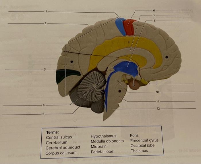 label the features on this median section of a model | Chegg.com