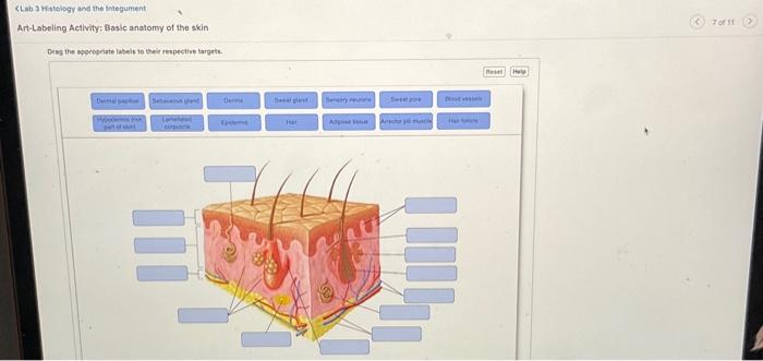 Solved ¿Lab J Kiatelogy and the Integument: Art-Labeling | Chegg.com