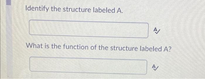 Solved A Identify the structure labeled A. A/ What is the | Chegg.com
