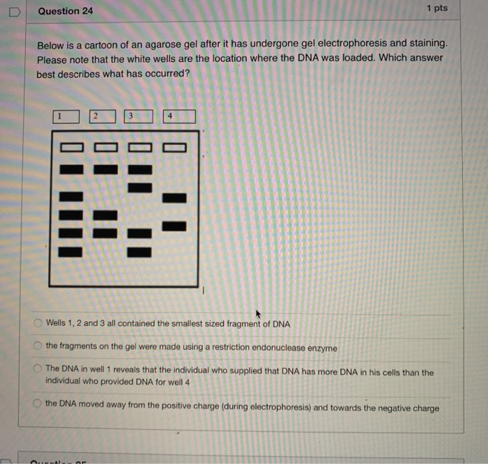 Solved Question 24 1 pts Below is a cartoon of an agarose