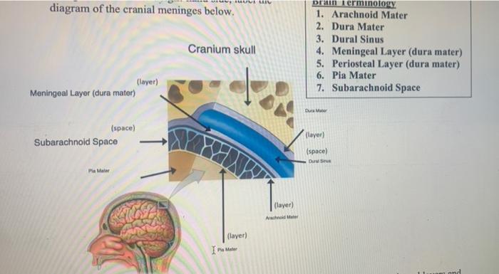 Solved AVEL diagram of the cranial meninges below. Cranium | Chegg.com