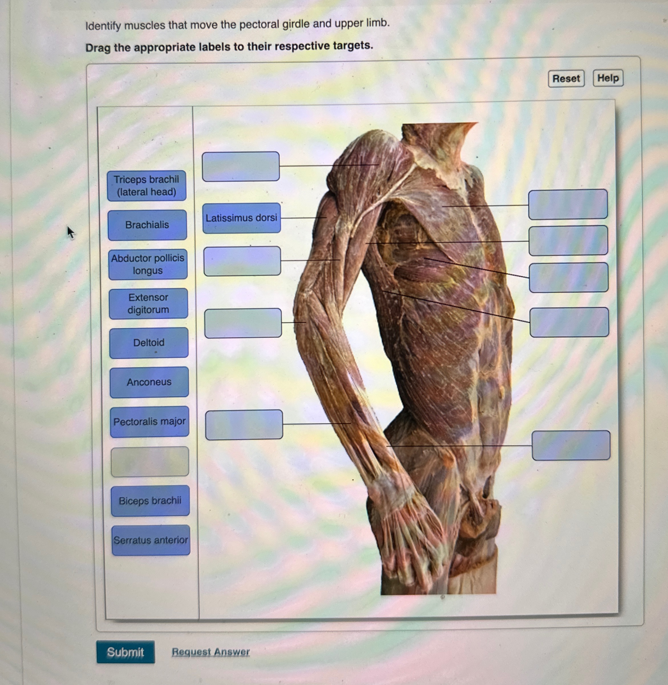 Visual Guide: Effortlessly Identify Pectoral & Brachial Muscles - lkccc7a