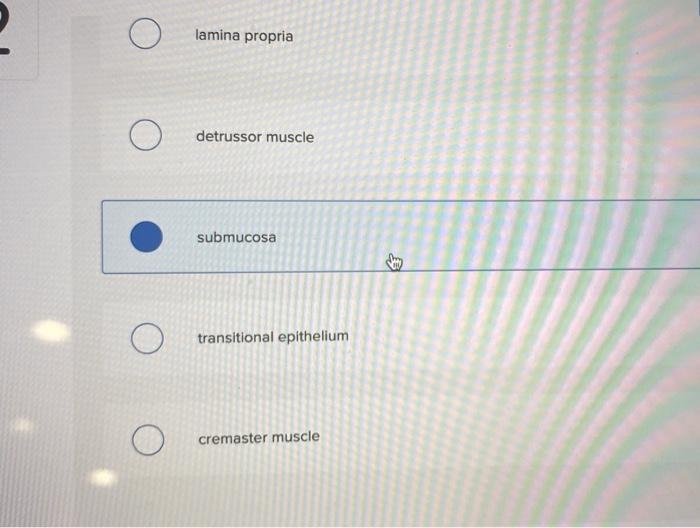 O
lamina propria
detrussor muscle
submucosa
transitional epithelium
cremaster muscle