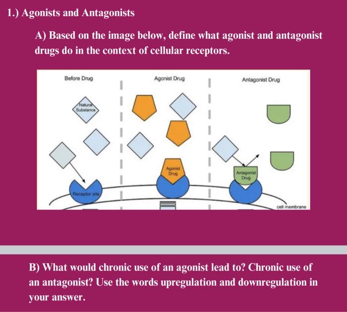 Solved Agonists and Antagonists A) Based on the image below, | Chegg.com