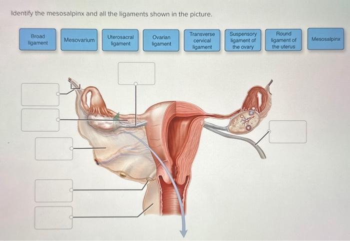 Solved Identify the mesosalpinx and all the ligaments shown