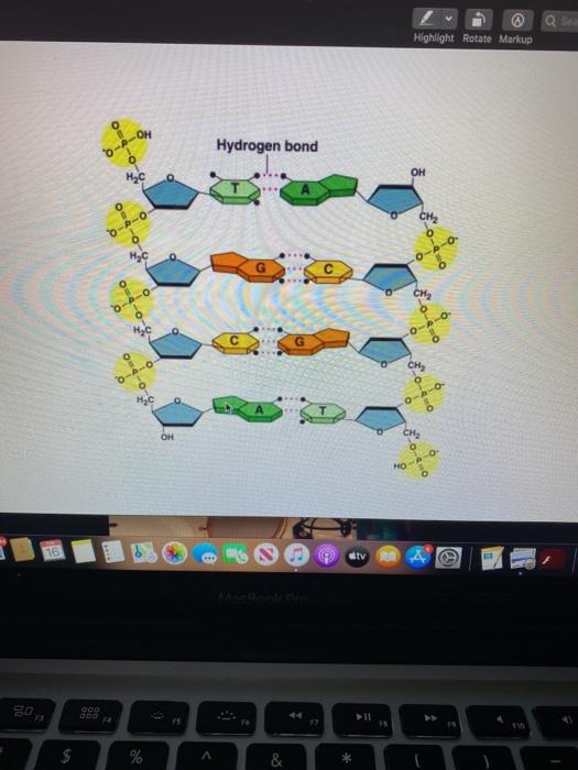 Solved 54% 3 Go Tools Window Help CH 5 Cell DNA structure WS | Chegg.com