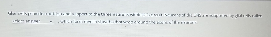 Solved Glial cells provide nutrition and support to the | Chegg.com