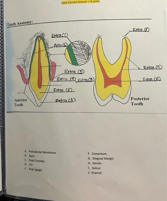 Solved Each Correct Answer point Tooth Anatomy: Extra 182 | Chegg.com