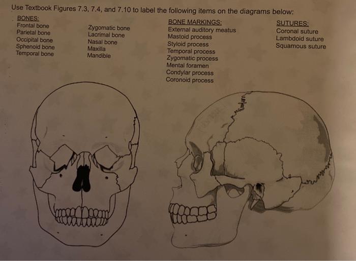 7.3 The Skull – Anatomy & Physiology