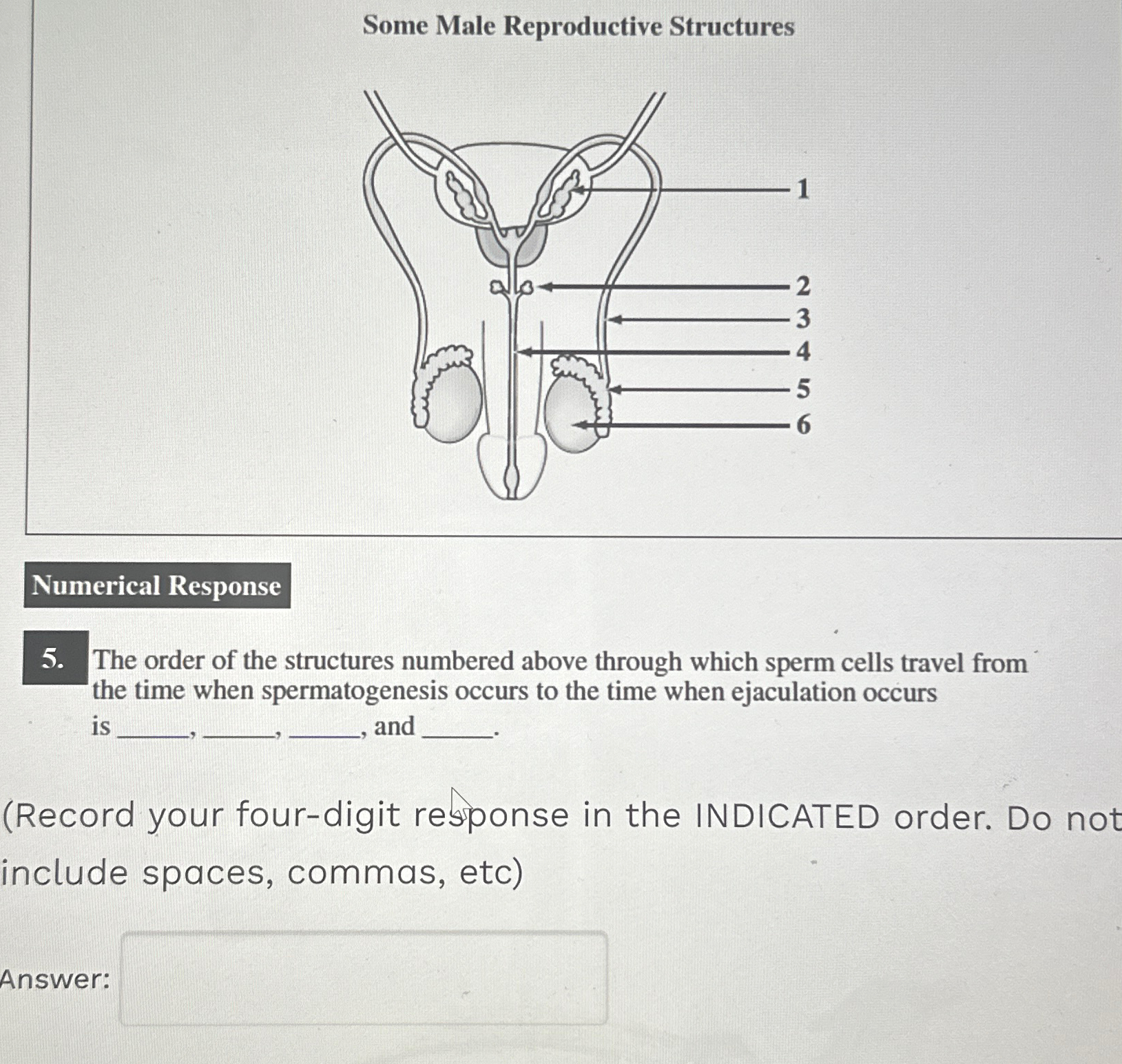 Solved Some Male Reproductive Structures5. ﻿The order of the | Chegg.com