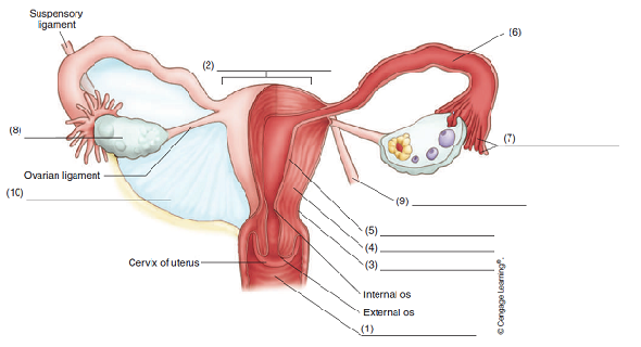 internal female reproductive system