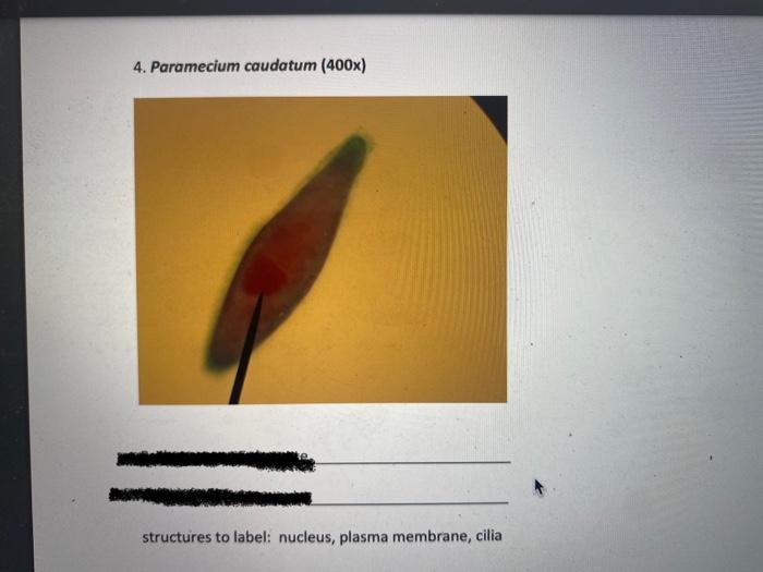 4. Paramecium caudatum (400x)
structures to label: nucleus, plasma membrane, cilia