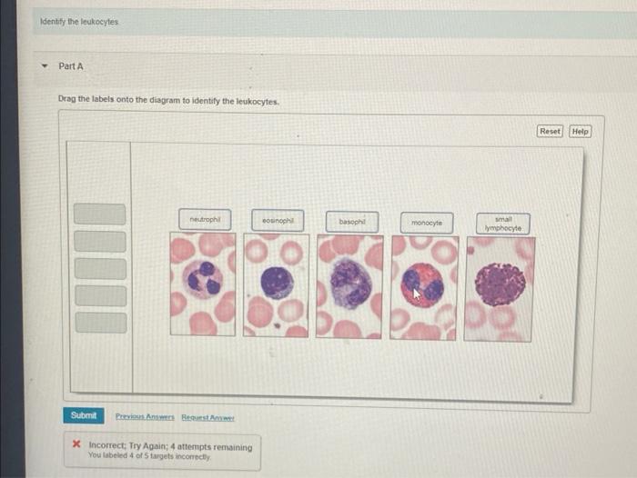 The Diagram To Drag The Labels Onto The Identify Leukocytes