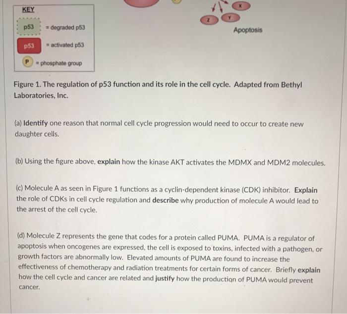 Solved 2. Also known as the "Guardian of the Genome". p53 is | Chegg.com