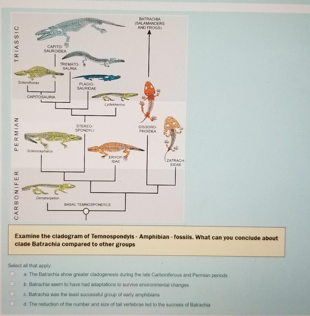 Solved BATRACHIA (SALAMANDERS AND FROGS) TRIASSIC CAPITO- | Chegg.com