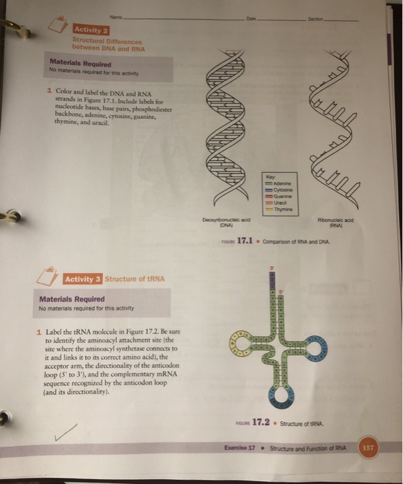 solved section activity 2 structural