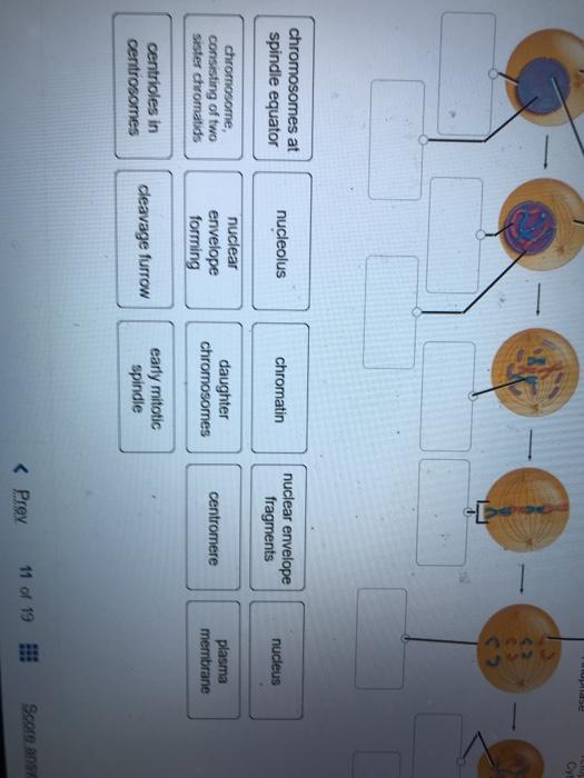 Phases of mitosis Label the figure below to identify | Chegg.com