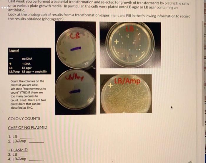 Solved Last week you performed a bacterial transformation | Chegg.com