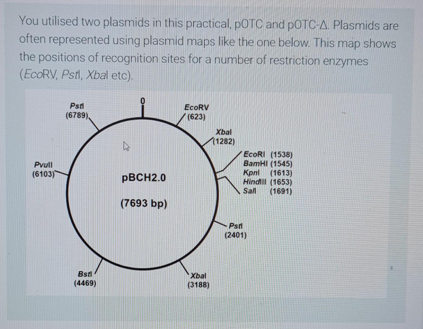 question 1: Using the plasmid map of pBCH2.0 ﻿provide | Chegg.com
