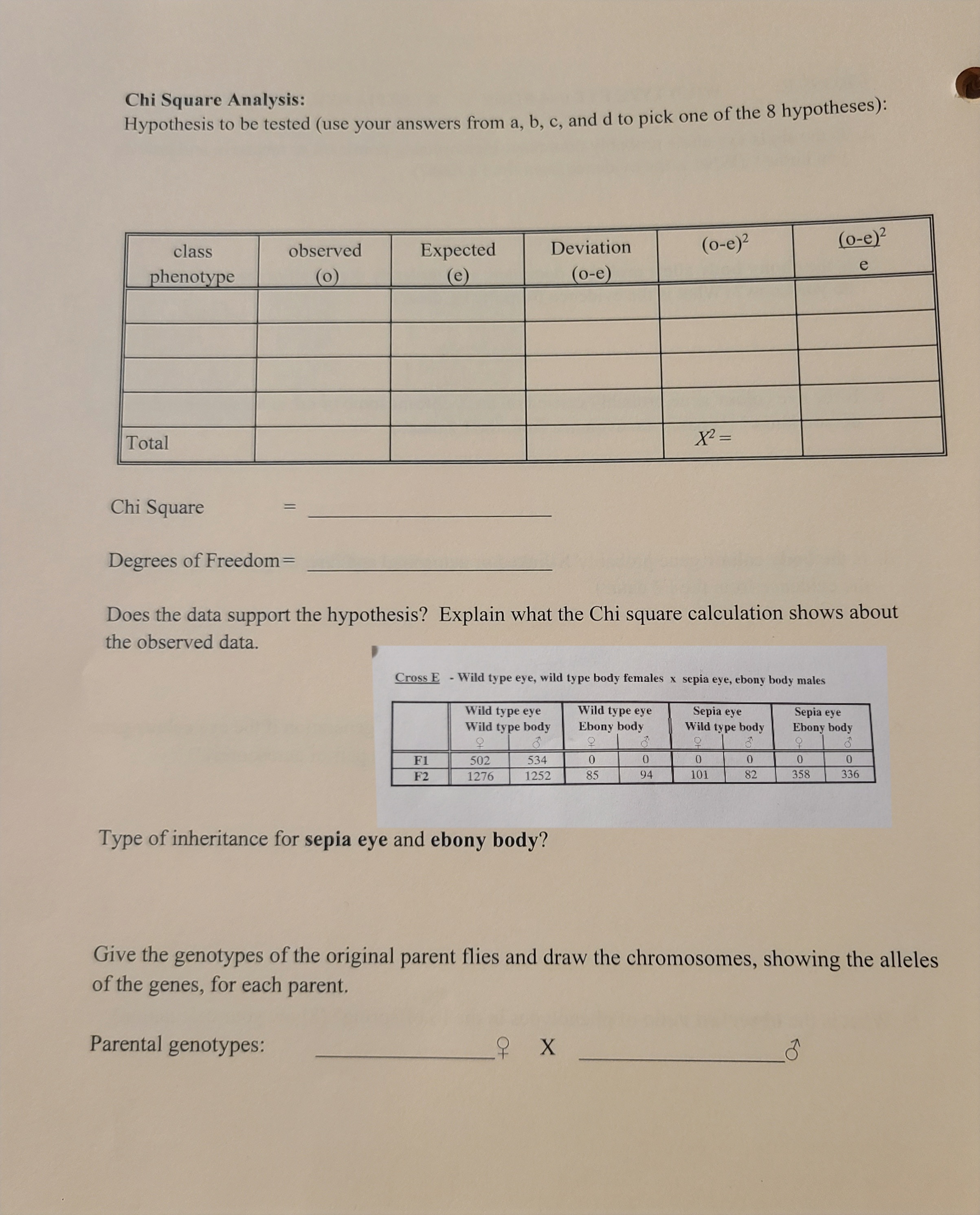 Solved Chi Square Analysis:Hypothesis to be tested (use your | Chegg.com