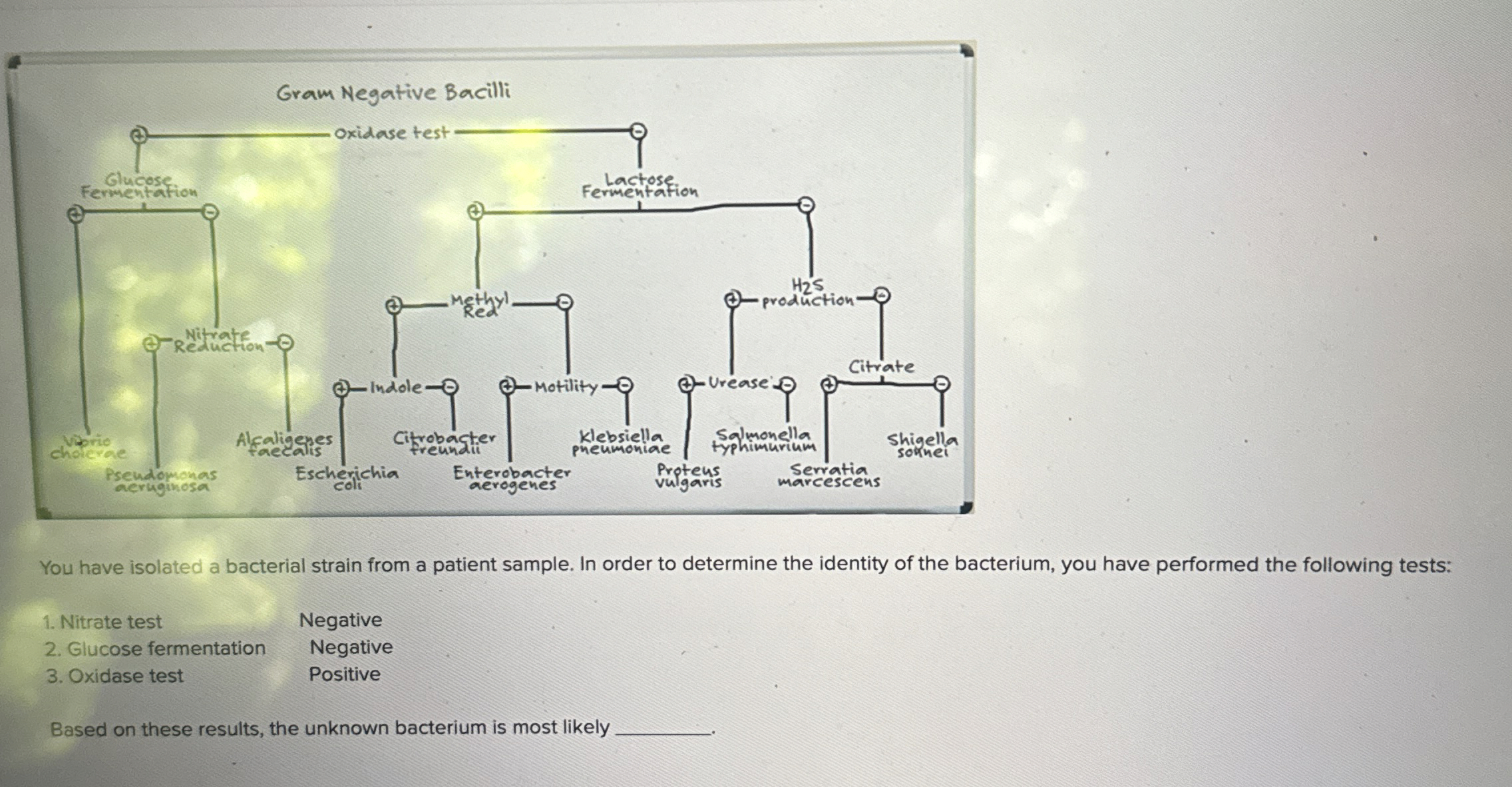 Solved Gram Negative BacilliYou have isolated a bacterial | Chegg.com
