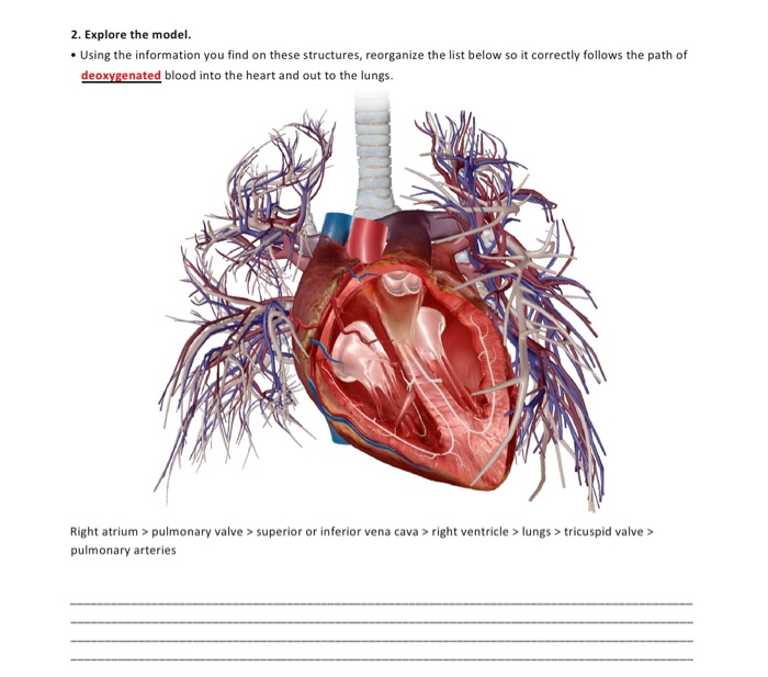 Solved Activity 1: Pulmonary Circulation Lab 1. Launch The | Chegg.com