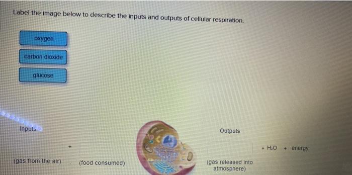 Solved Label the image below to describe the inputs and | Chegg.com