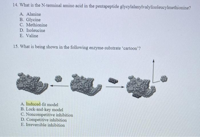Solved 14. What is the N-terminal amino acid in the | Chegg.com