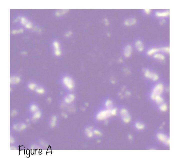 Solved A B ∞Identify This Stain. Endospore Capsule Gram | Chegg.com