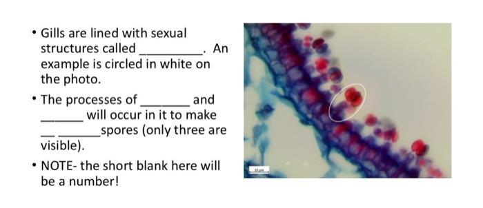 TERMINOLOGY TO KNOW 1) Mycelium 2) Hyphae 3) Plasm ...