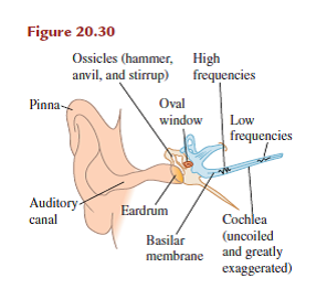 Solved: Human ear In the human ear (shown in Figure 20.30), the