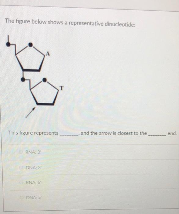 Solved The figure below shows a representative dinucleotide: | Chegg.com
