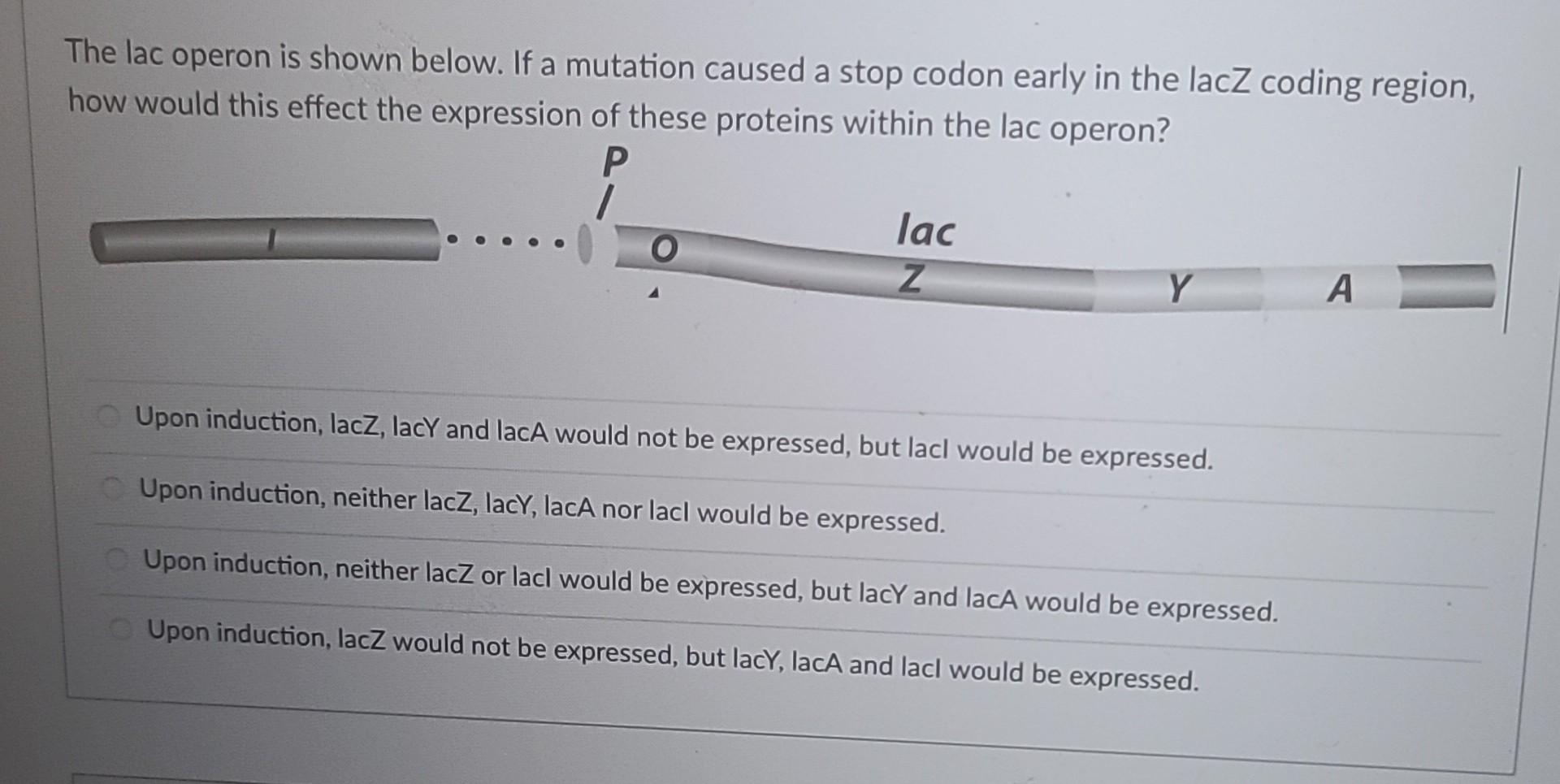Solved The lac operon is shown below. If a mutation caused a | Chegg.com