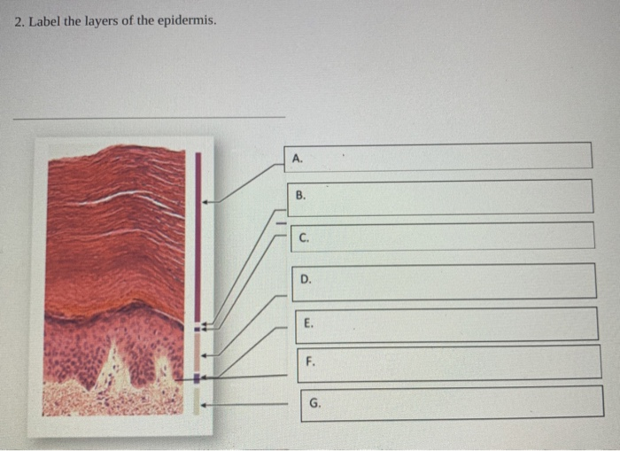 Solved 2. Label the layers of the epidermis. A. B. C. D. E. | Chegg.com