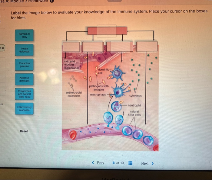 Solved za A Module 3 Homework Label the image below to | Chegg.com