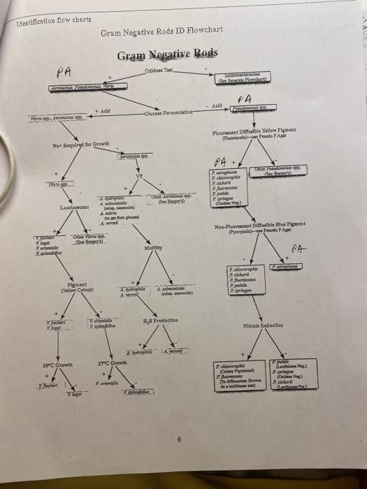Solved please help make two dichotomous flowcharts for the | Chegg.com