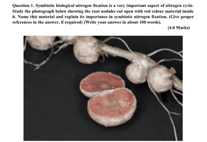 Solved Question 1 Symbiotic Biological Nitrogen Fixation Is Chegg