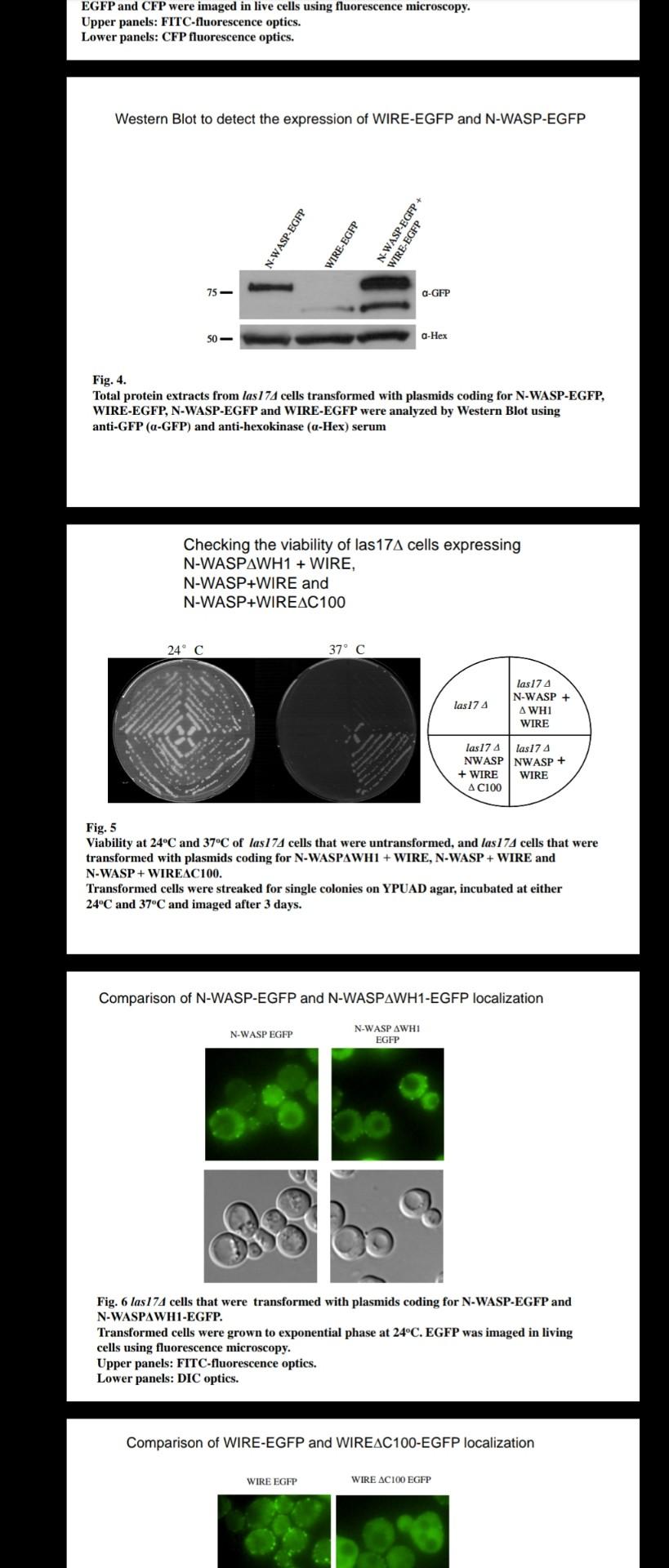 EGFP and CFP were imaged in live cells using fluorescence microscopy. Upper panels: FITC-fluorescence optics. Lower panels: C