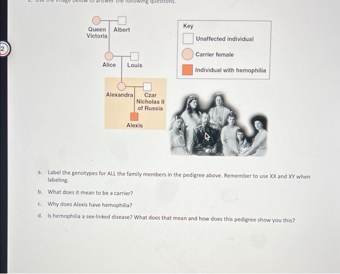 solved-1-in-horses-the-allele-for-straight-hair-h-is-chegg