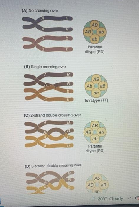 Consider The Imaginary Neurospora Genes A And B That Chegg Com