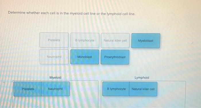 Solved Determine whether each cell is in the myeloid cell | Chegg.com