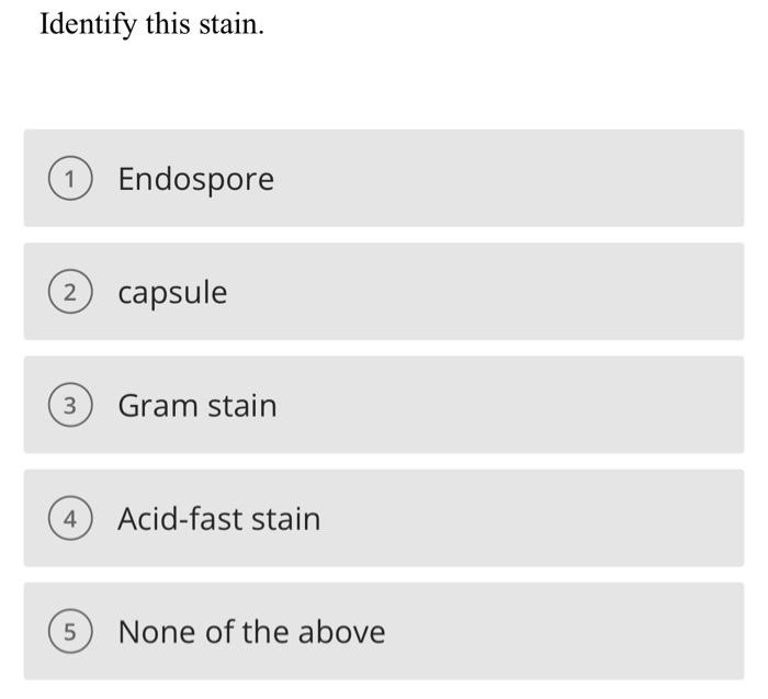 Solved A B ∞Identify this stain. Endospore capsule Gram | Chegg.com