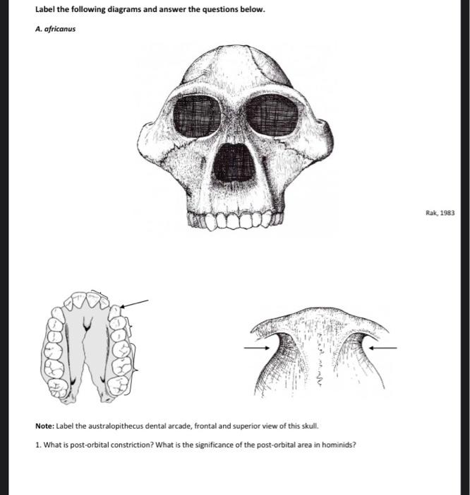 australopithecus afarensis skull labeled