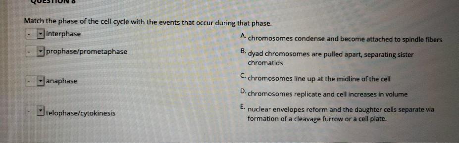 Solved B. Match the phase of the cell cycle with the events | Chegg.com