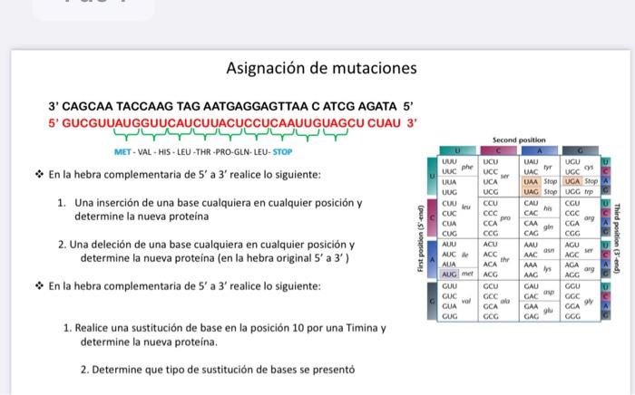 Asignación de mutaciones Second position 3 CAGCAA TACCAAG TAG AATGAGGAGTTAA C ATCG AGATA 5 5 GUCGUUAUGGUUCAUCUUACUCCUCAAUUG