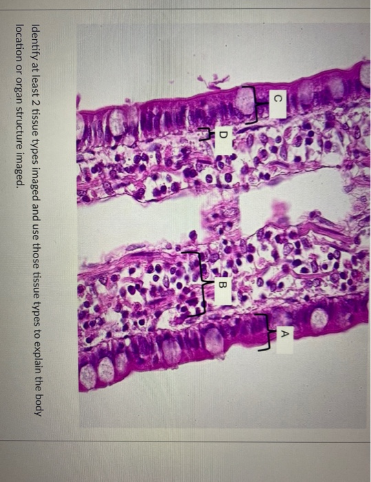 solved-describe-tissue-defining-characteristics-for-areas-a-chegg