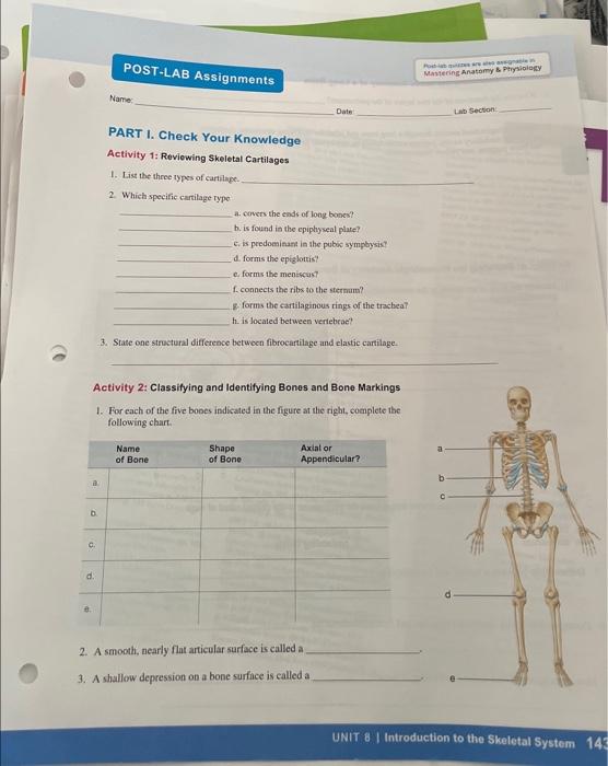 Solved Activity 1 Reviewing Skeletal Cartilages 1. List the